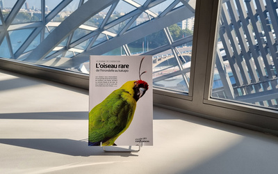 Journal de l’exposition – L’oiseau rare, de l’hirondelle au kakapo