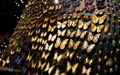 Exposition Espèces, la maille du vivant