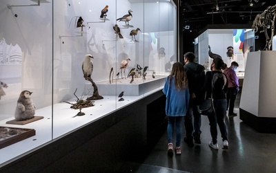 Exposition L'oiseau rare, de l'hirondelle au kakapo