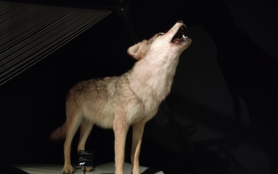 Loup dans l'exposition Espèces la maille du vivant