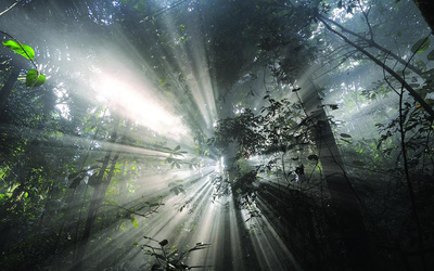 Il était une forêt