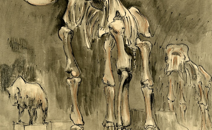 Dessin naturaliste d’Anne-Marie Bernay du mammouth de Choulans sur son socle dans la grande salle du Muséum (1934)