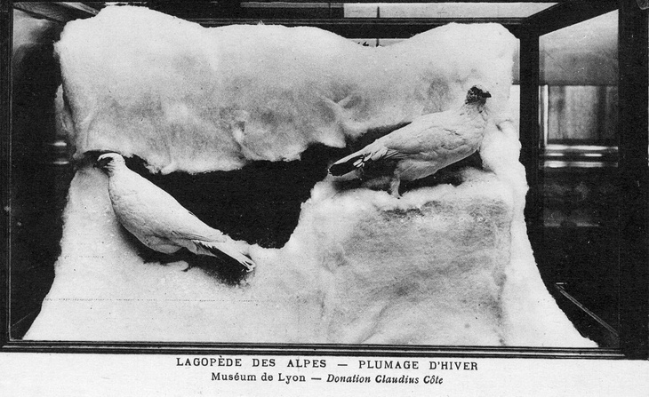 Vue de l’exposition d’un diorama de lagopède des Alpes en hiver provenant de la donation de Claudius Côte