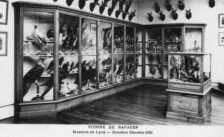 Vue d'une vitrine d’exposition de rapaces provenant de la donation de Claudius Côte