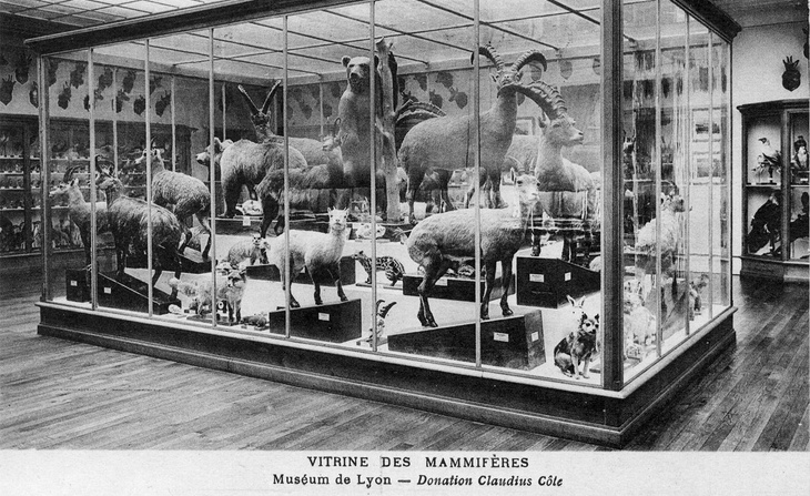 Vue d'une vitrine d’exposition de mammifères provenant de la donation de Claudius Côte : Carte postale (sans date).