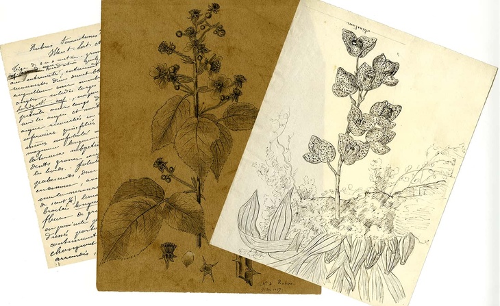 Dessins et analyses botaniques « Dessiné par Louis Lortet » : dessins de Myosotis hispida, Myosotis alba, Myosotis strigulosa, Myosotis intermedia, Viola riviniana (avril 1857), de Rubus caesius n°1 (mai 1857), de Rubus sp. n°2, n°3 et n°4, de Sambucus ro