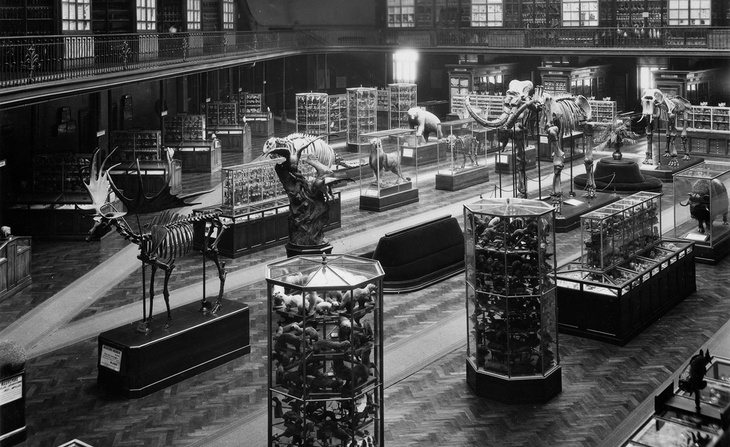 Vue d’ensemble de la grande salle du Muséum d’histoire naturelle de Lyon, depuis la galerie (1920-1960)