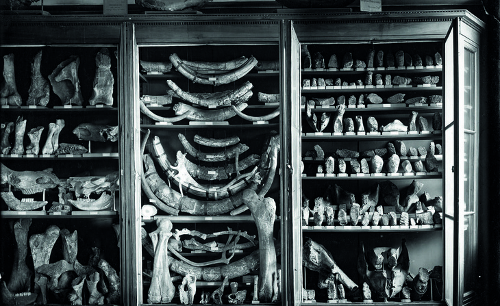 Vitrines verticales de paléontologie au Palais Saint-Pierre au début du 20e siècle