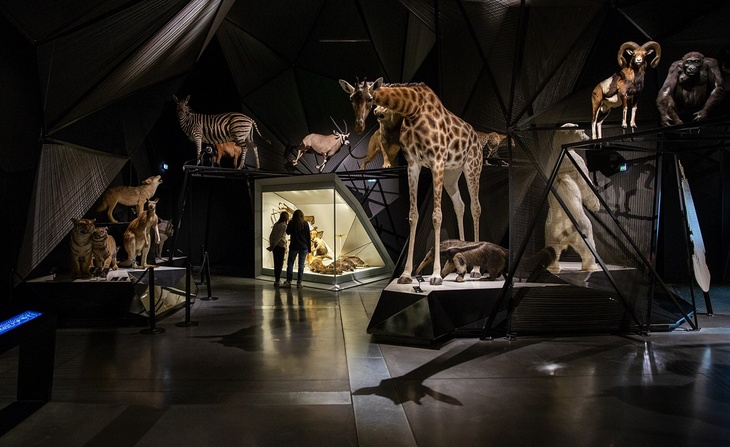 Exposition Espèces, la maille du vivant