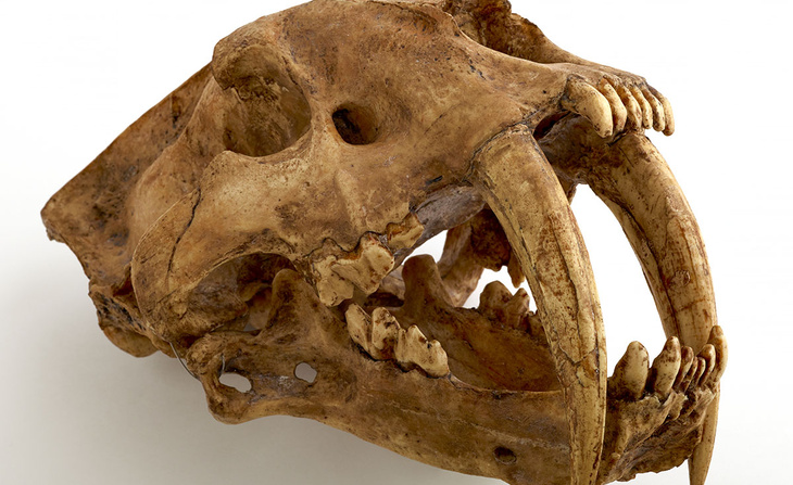 Crâne de félin à dents de sabre – Smilodon fatalis  californicus