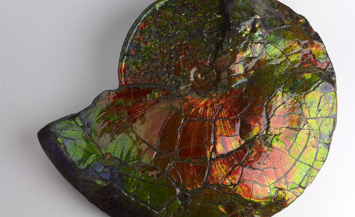 Ammonite irisée
