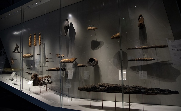 Exposition Espèces, la maille du vivant