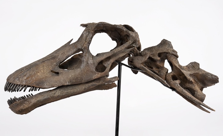 Crâne de Diplodocus (moulage)