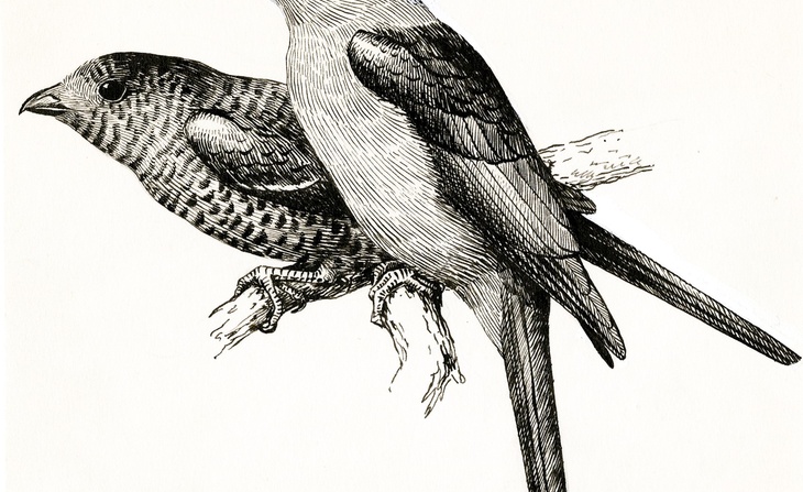Couple de Courolls mâle et femelle (Leptosomus discolor Herm.) (1954).