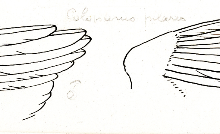 Aile de Colopteryx pilaris (Cab.) (gr.nat.), montrant le dimorphisme sexuel chez cette espèce. A, mâle; B, femelle (1954).