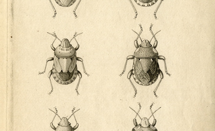 Planche imprimée extraite de l’étude d'Étienne Mulsant sur des punaises [1830].