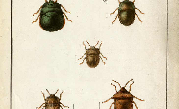 Planche imprimée extraite de l’étude d'Étienne Mulsant sur des punaises [1830].