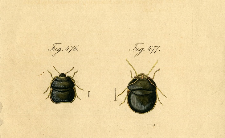 Planche imprimée extraites de l’étude d'Étienne Mulsant sur des Thyreocoris [1830].