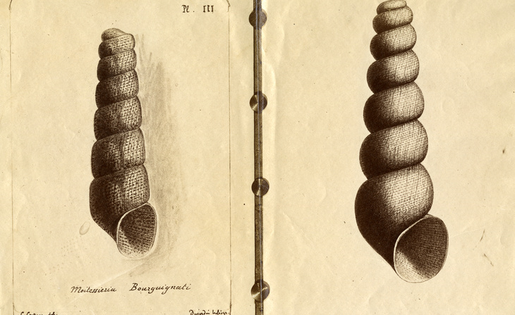 Planche imprimée présentant un dessin d'étude de Moitessieria (sans date).