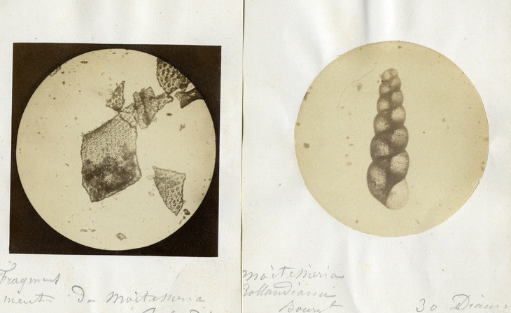 Microphotographies de malacologie (sans date).