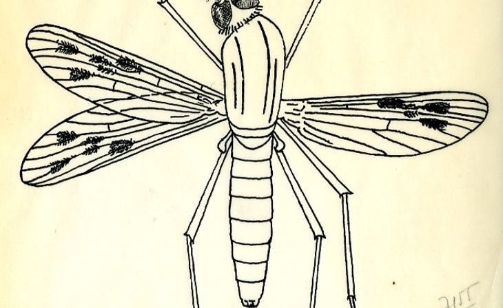 Dessin d'étude d'un diptère (sans date).