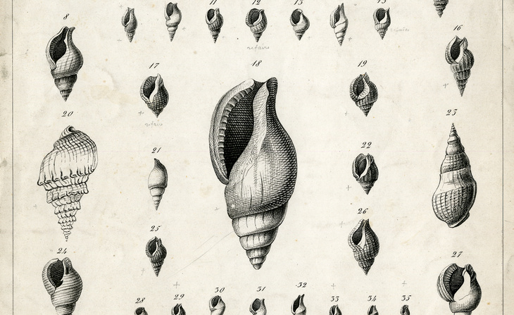 Planche extraite de l’ouvrage Monographia pneumonopomerum viventium de Louis Pfeiffer de Cassel recopiée par Ange-Paulin Terver (1858).