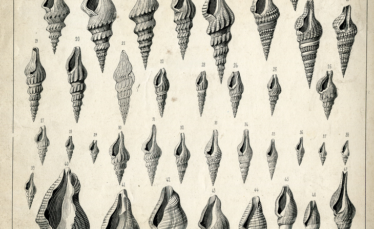 Planche extraite de l’ouvrage Monographia pneumonopomerum viventium de Louis Pfeiffer de Cassel recopiée par Ange-Paulin Terver (1858).