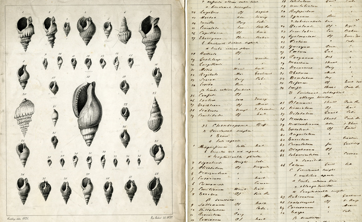 Planche I extraite de l’ouvrage Monographia pneumonopomerum viventium de Louis Pfeiffer de Cassel recopiée par Ange-Paulin Terver (1858).