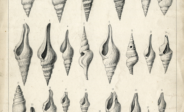 Planche I extraite de l’ouvrage Monographia pneumonopomerum viventium de Louis Pfeiffer de Cassel recopiée par Ange-Paulin Terver (1858). 