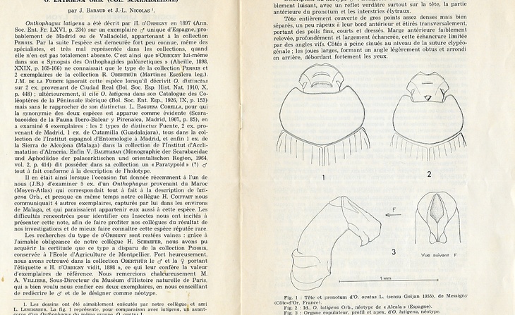 Extrait de la publication Un Onthophagus Latr. Méconnu : O latigena orb. (col.Scarabaeidae), parue dans le bulletin mensuel de la société linnéenne de Lyon, n° 5 (1971).