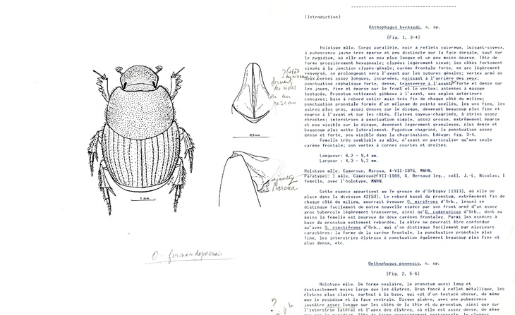 Extrait de la publication Deux nouveaux Onthophagus d’Afrique tropicale  par Jean-Louis Nicolas (sans date).