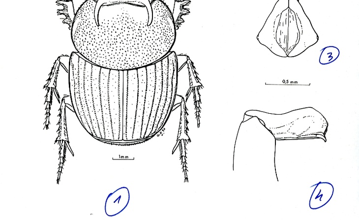 Planche imprimée présentant un Onthophagus Bernaudi (sans date).