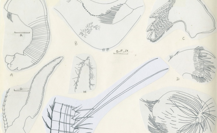 Figures originales de l’article A new pedunculate cirripede (thoracica, Heteralepas) from the Notheast Atlanctic Ocean par René-Pierre Carrriol, paru dans Zoosystema, 20 (3), 1998.