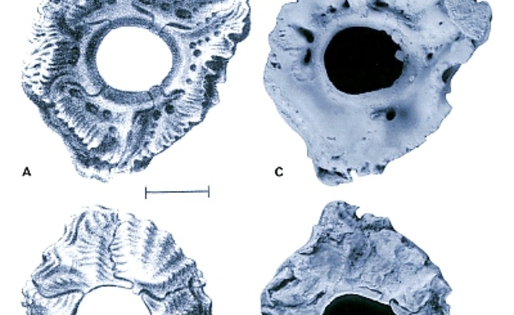 Tirages photographiques de Chthamalus stellatus et Chthamalus darwini [2007].