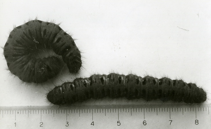 Chenille de Lemonia Dumi (sans date).
