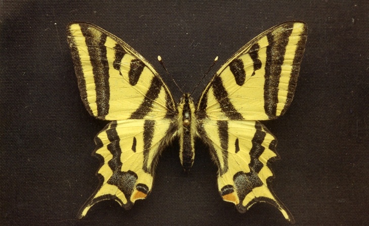 Photographie de papillon (sans date).