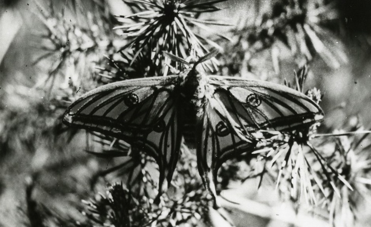 Graellsia isabellae en élevage [1976].