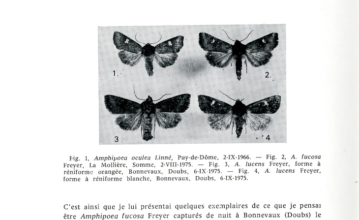 Ampiphoéa Lucens Freyer, espèce nouvelle pour la France par Daniel Dumon (1976).