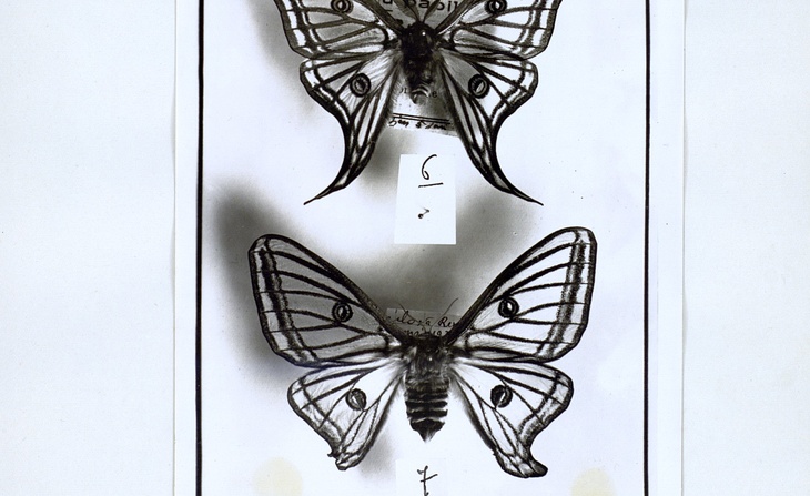 photographies de papillons pour un travail préparant des publications : Photographie de deux papillons Graellsia isabellae (sans date).