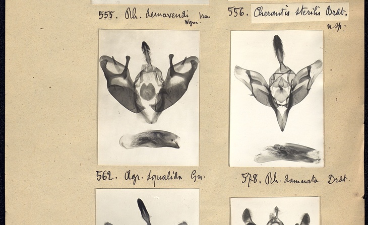 Travail préparatoire à la réalisation de publication : photographies de Genitalia avec listes descriptives (novembre - décembre 1938).
