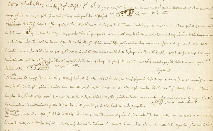 Carnet de notes manuscrites de Régis Mouterde sur les Lépidotpères (sans date). 
