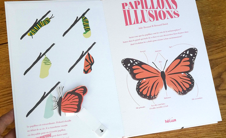 Papillons illusions