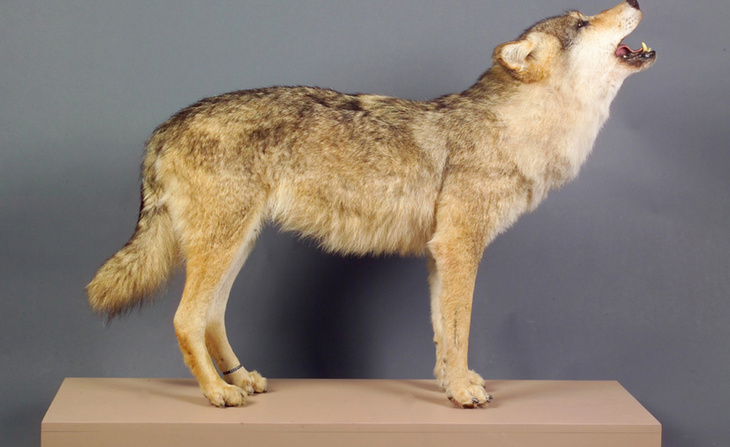 Loup