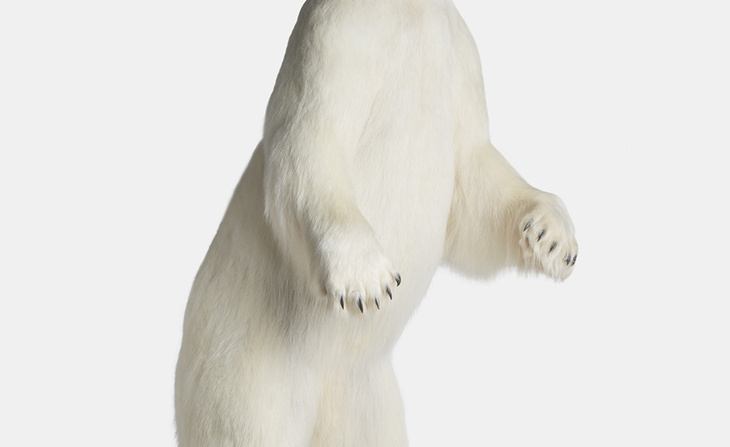 Ours blanc