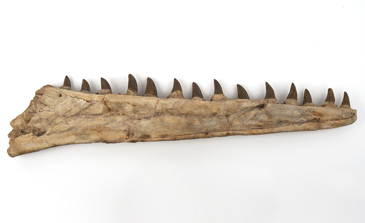 Mandibule de Mosasaure (moulage) 