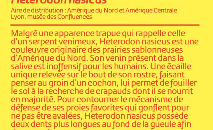 Serpent à groin