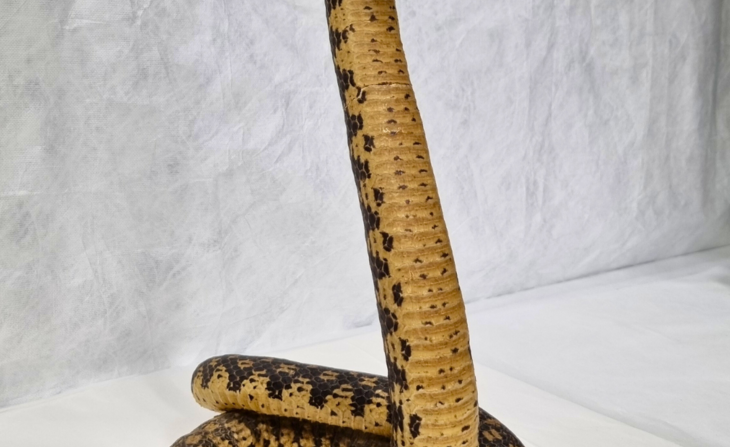 Serpent à groin