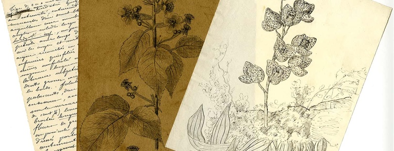 Dessins et analyses botaniques « Dessiné par Louis Lortet » : dessins de Myosotis hispida, Myosotis alba, Myosotis strigulosa, Myosotis intermedia, Viola riviniana (avril 1857), de Rubus caesius n°1 (mai 1857), de Rubus sp. n°2, n°3 et n°4, de Sambucus ro