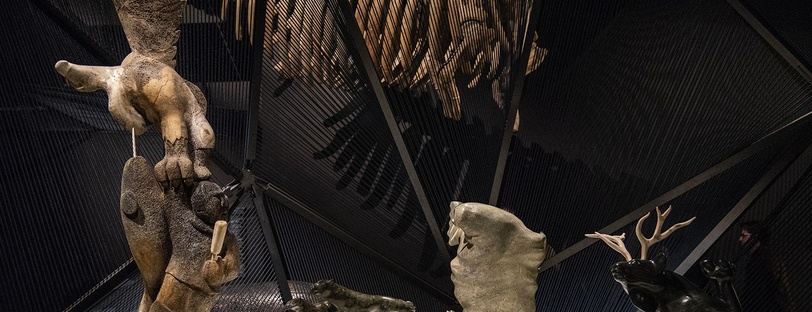 Exposition Espèces, la maille du vivant
