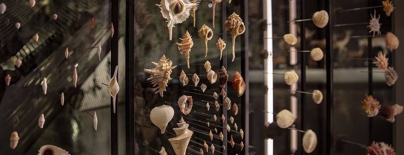 Exposition Espèces, la maille du vivant